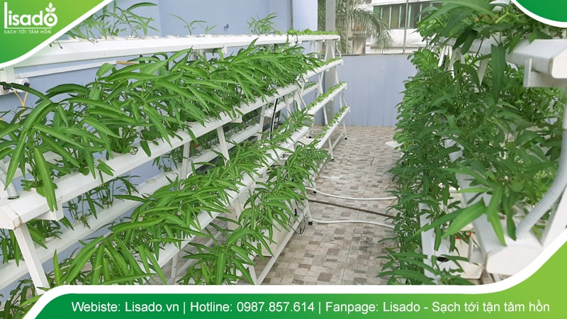 Trồng rau thủy canh tại nhà với không gian sân thượng không có mái che