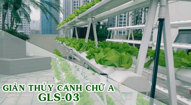 Cách trồng rau thuỷ canh tại nhà 100 thành công cho người mới