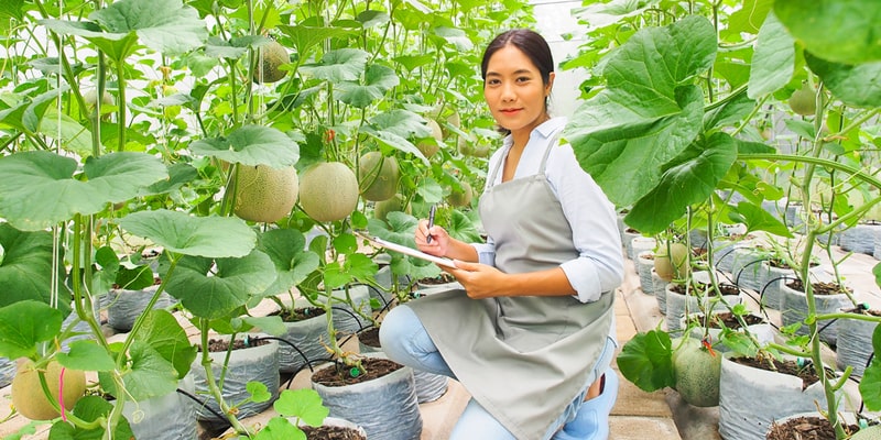 Lắp đặt hệ thống tưới nhỏ giọt kiểu trồng bầu