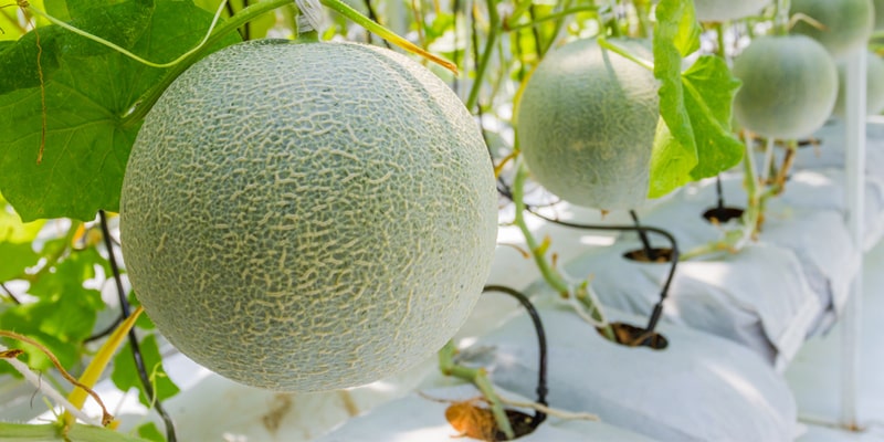 Lắp đặt hệ thống tưới nhỏ giọt kiểu trồng bầu