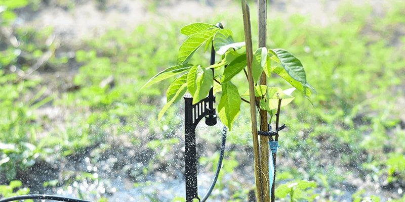 Tưới phun mưa dưới tán cho cây ăn quả