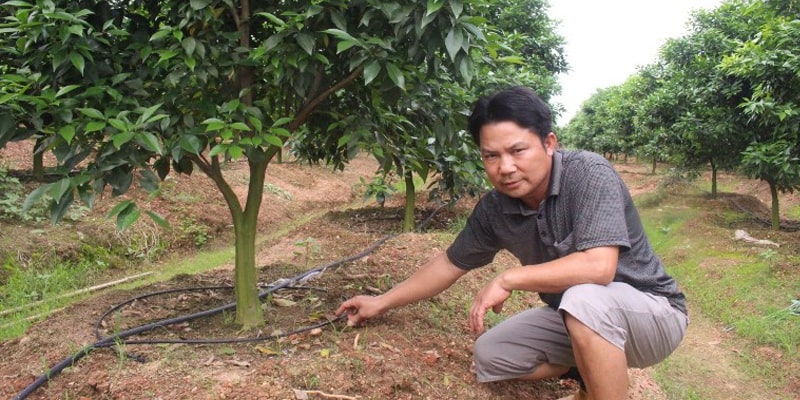 Tưới nhỏ giọt theo kiểu quấn gốc