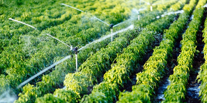 Tưới phun mưa trùm tán
