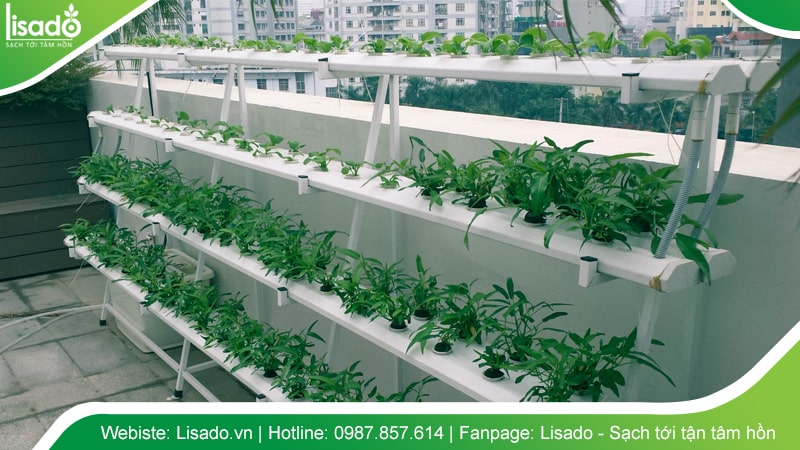 Trồng rau thủy canh tại nhà với không gian nhỏ hẹp hoặc có mái che