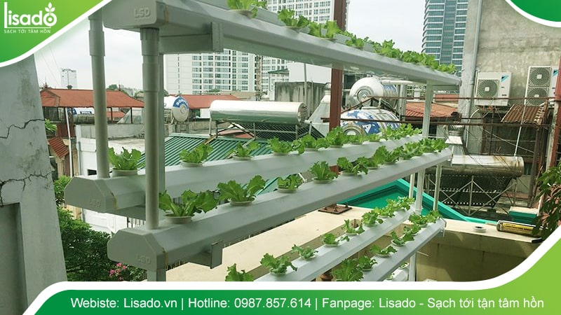 Trồng rau thủy canh tại nhà với không gian nhỏ hẹp hoặc có mái che