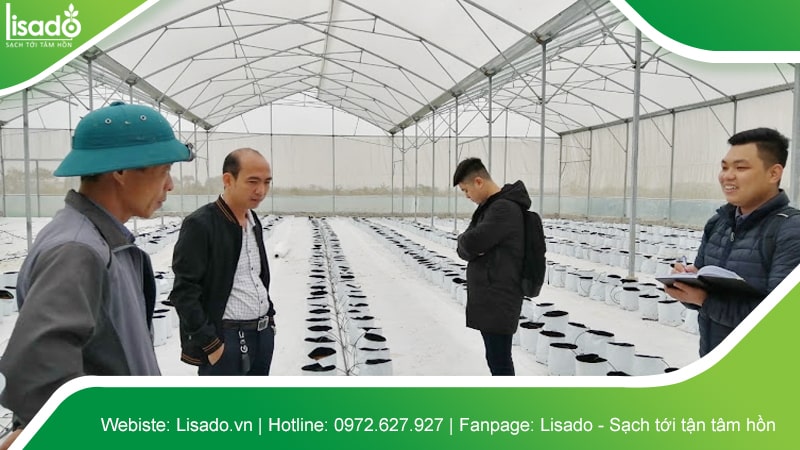 Hình ảnh dự án thi công nhà màng - nhà lưới nông nghiệp