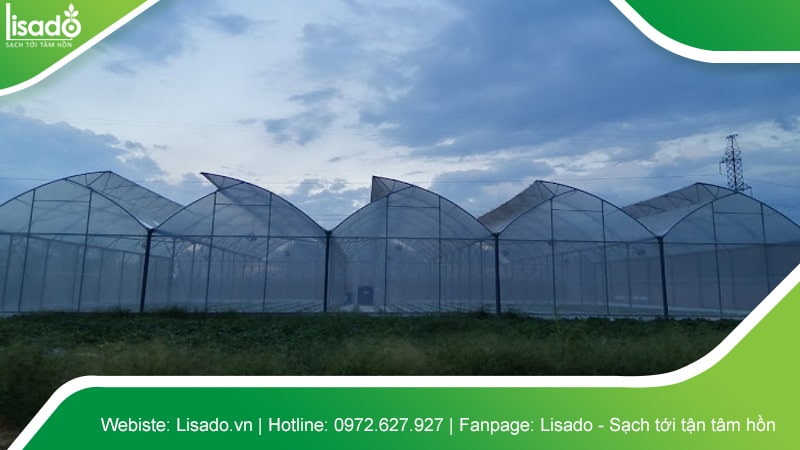 Hình ảnh dự án thi công nhà màng - nhà lưới nông nghiệp