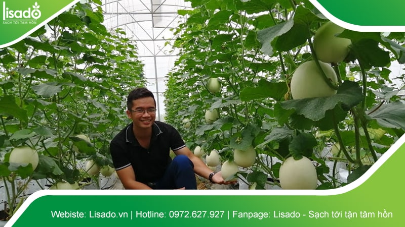 Hình ảnh dự án thi công nhà màng - nhà lưới nông nghiệp