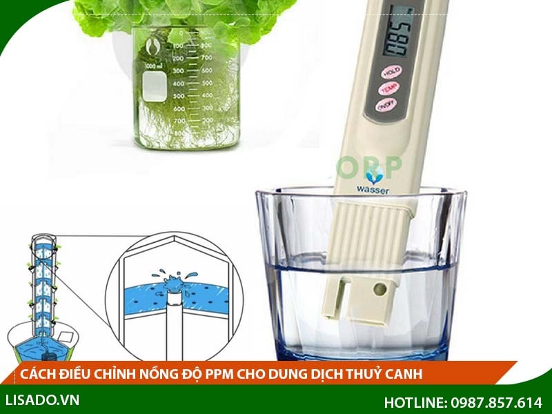 cách chăm sóc rau thủy canh