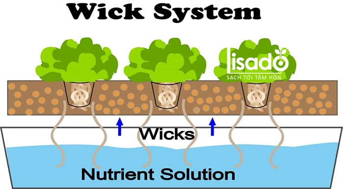 Hệ thống thủy canh dạng bấc (wick hydroponic system)