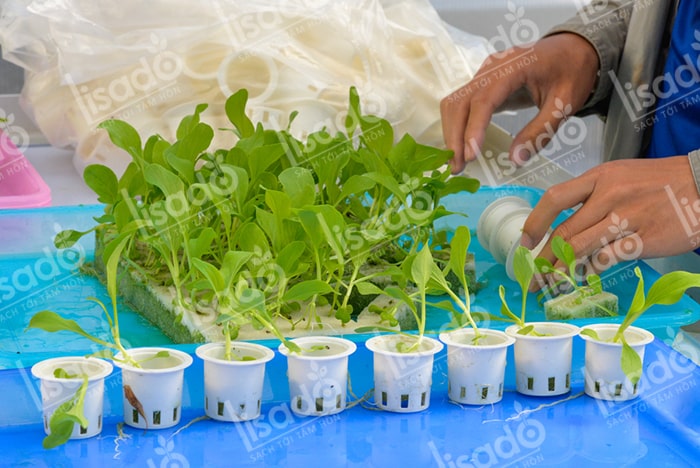 Kỹ thuật trồng rau thủy canh tại nhà