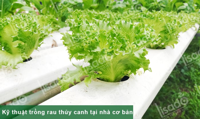 Kỹ thuật trồng rau thủy canh tại nhà