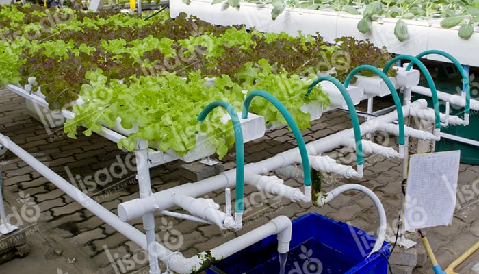 Kỹ thuật trồng rau thủy canh tại nhà