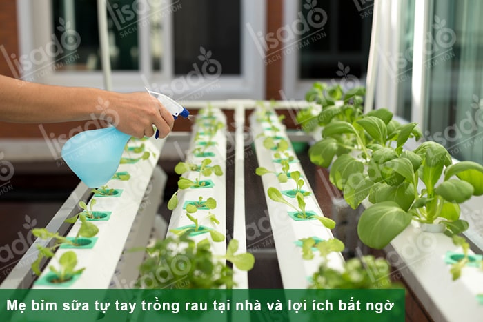 Mẹ bỉm sữa tự tay trồng rau tại nhà và lợi ích bất ngờ