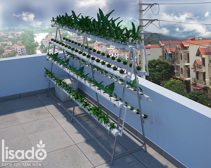 Mô hình trồng rau thủy canh tháp chữ A trong nhà