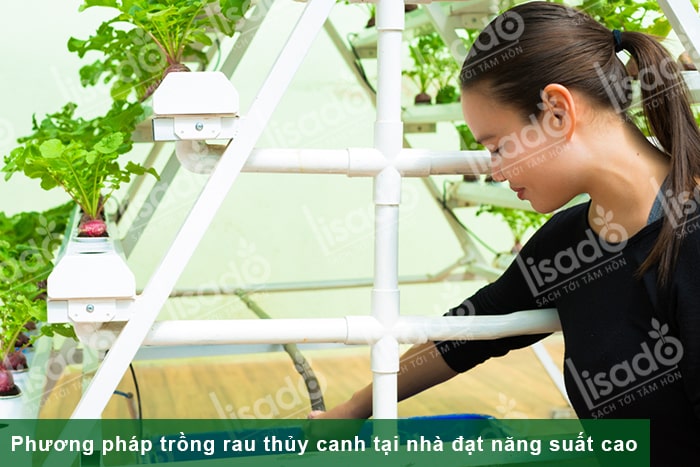 Phương pháp trồng rau thủy canh tại nhà đạt năng suất cao