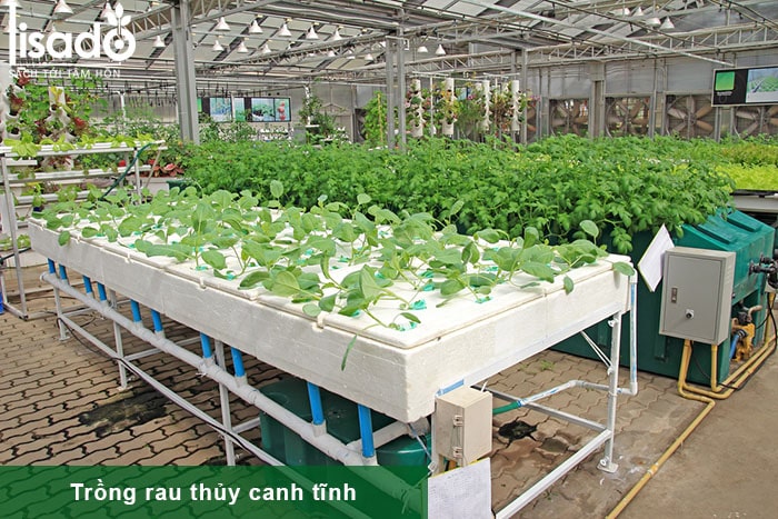 cách chăm sóc rau thủy canh