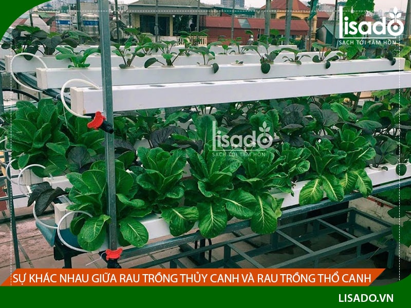 Sự khác nhau giữa rau trồng thủy canh và rau trồng thổ canh