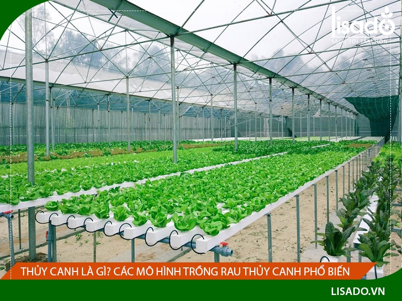 Các mô hình trồng rau thủy canh tại nhà phổ biến nhất hiện nay  Lisado
