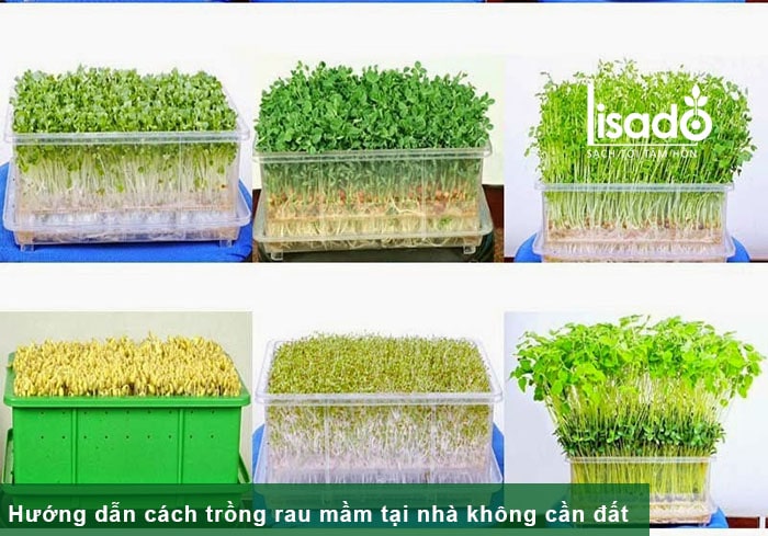 Hướng dẫn cách trồng rau mầm tại nhà không cần đất