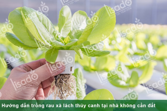 Hướng dẫn cách trồng rau xà lách thủy canh tại nhà không cần đất