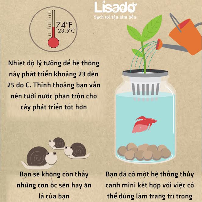 mô hình trồng rau thủy canh mini