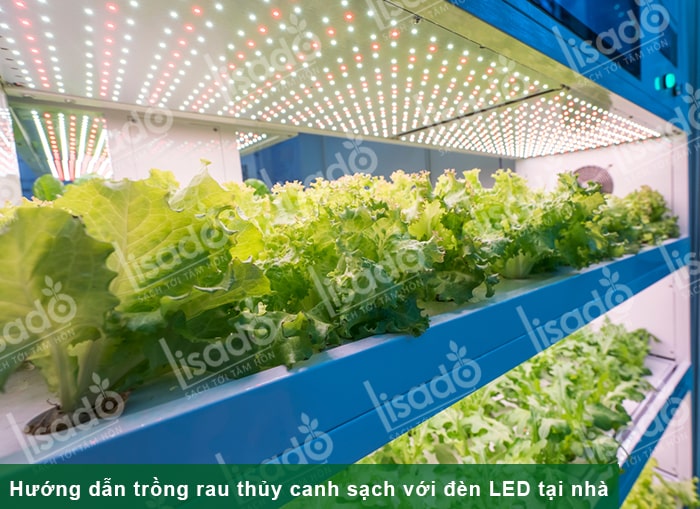 Hướng dẫn trồng rau thủy canh sạch với đèn LED tại nhà