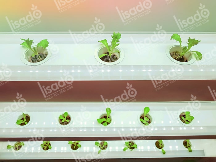 Hướng dẫn trồng rau sạch thủy canh bằng đèn LED tại nhà