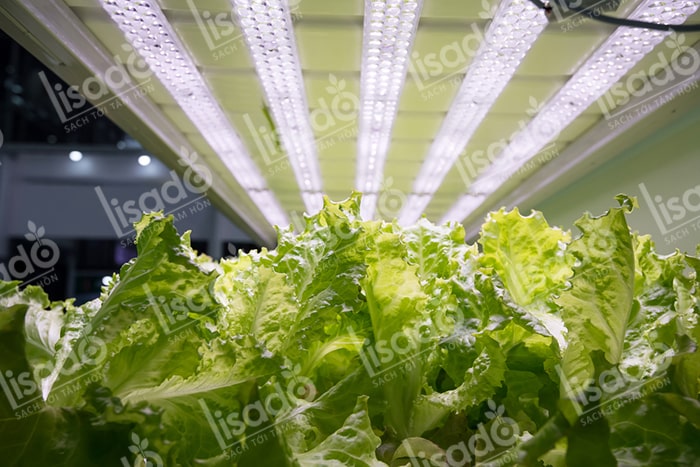 Hướng dẫn trồng rau sạch thủy canh bằng đèn LED tại nhà