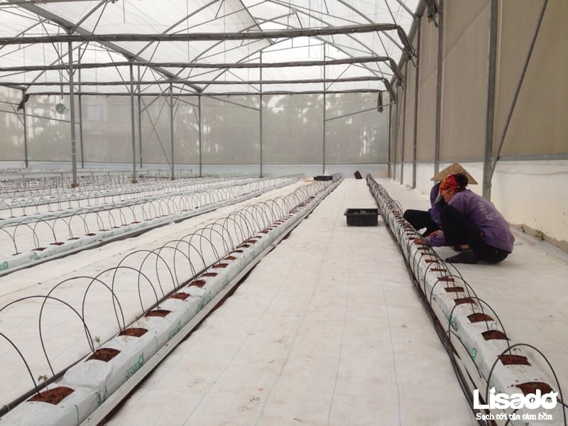 Dịch vụ trồng cà chua thủy canh chất lượng cao
