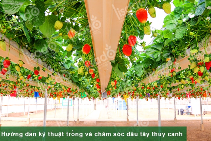 Hướng dẫn kỹ thuật trồng và chăm sóc dâu tây thủy canh