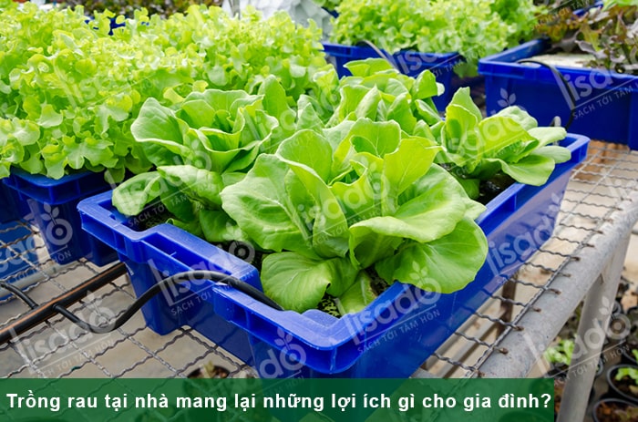 Trồng rau tại nhà mang lại những lợi ích gì cho gia đình?