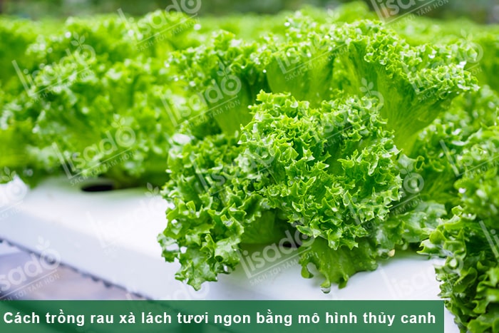 Cách trồng rau xà lách tươi ngon bằng mô hình thủy canh