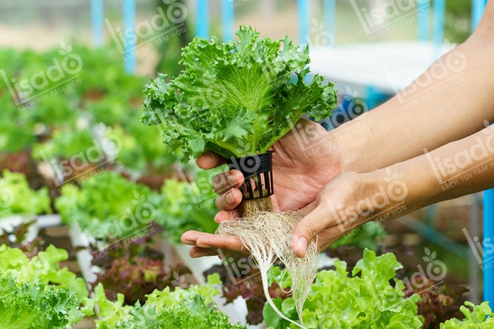 Những lưu ý cơ bản khi trồng rau thủy canh tại nhà