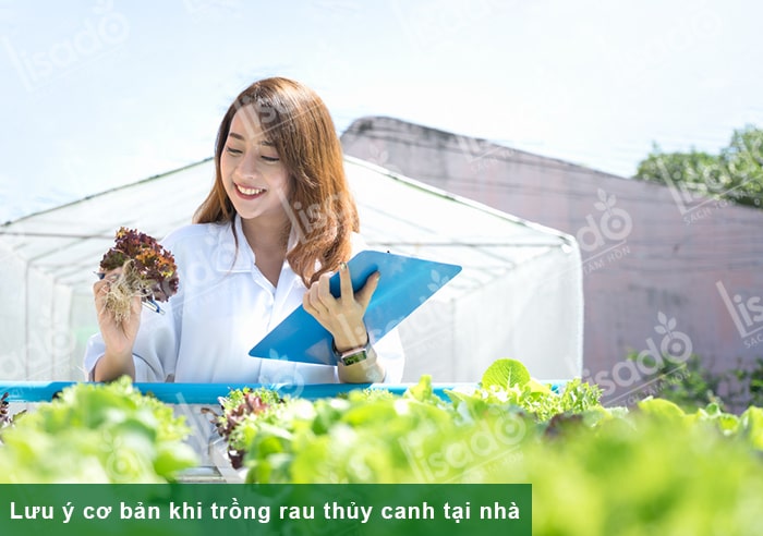 Lưu ý cơ bản khi trồng rau thủy canh tại nhà