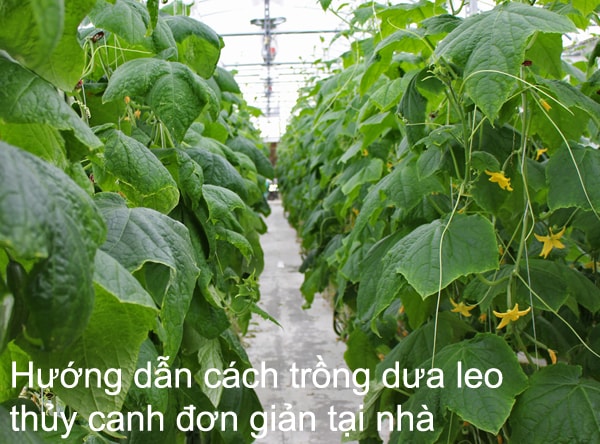 Hướng dẫn cách trồng dưa leo thủy canh đơn giản tại nhà