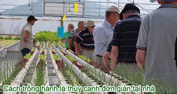 Hướng dẫn cách trồng hành lá thủy canh đơn giản tại nhà