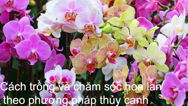 Cách trồng và chăm sóc hoa lan theo phương pháp thủy canh