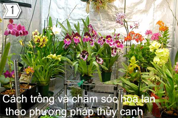 Cách trồng và chăm sóc hoa lan theo phương pháp thủy canh