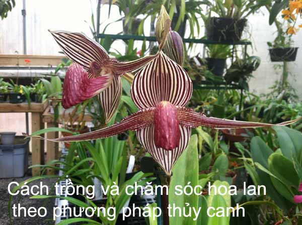 trồng lan thủy canh được thực hiện như thế nào?