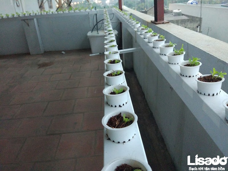 Lisado thực hiện công trình trồng rau thủy canh này như thế nào?