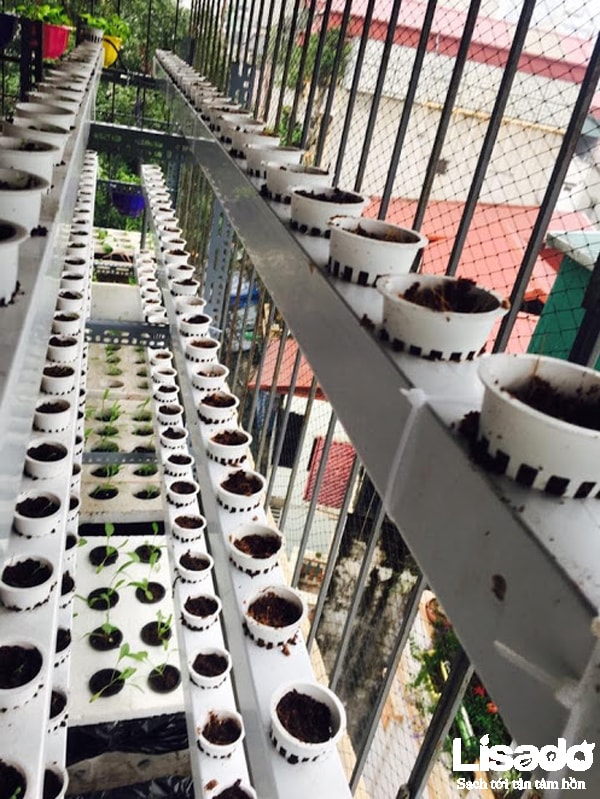 Công trình trồng rau thủy canh tại nhà chị Quyên, phố Huế, Hà Nội