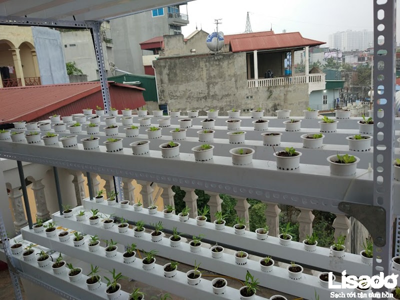 Dự án trồng rau thủy canh tại nhà chị Thanh - Trần Khát Chân - Hà Nội