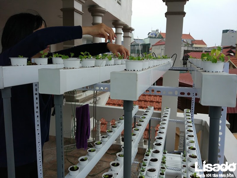Dự án trồng rau thủy canh tại nhà chị Thanh - Trần Khát Trân - Hà Nội