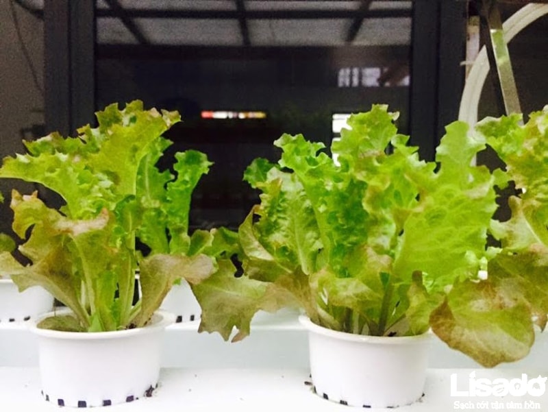 Lisado ứng dụng kỹ thuật trồng rau tiên tiến cho công trình trồng rau thủy canh nhà anh Ngọc - TP Hà Tĩnh