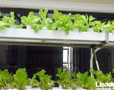 Lisado ứng dụng kỹ thuật trồng rau tiên tiến cho công trình trồng rau thủy canh nhà anh Ngọc - TP Hà Tĩnh