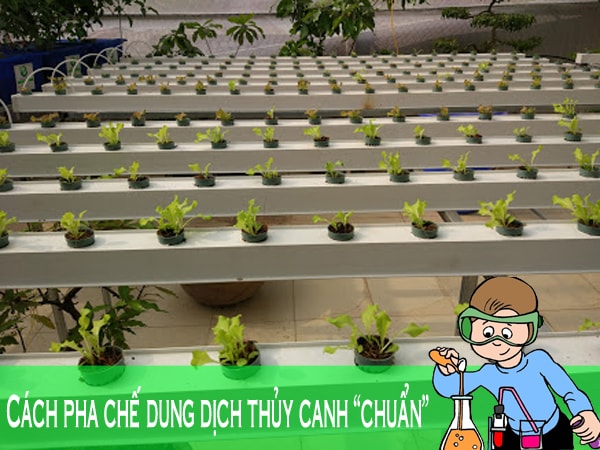 Hướng dẫn cách pha chế dung dịch trồng rau thủy canh