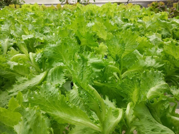 Hướng dẫn cách pha chế dung dịch trồng rau thủy canh