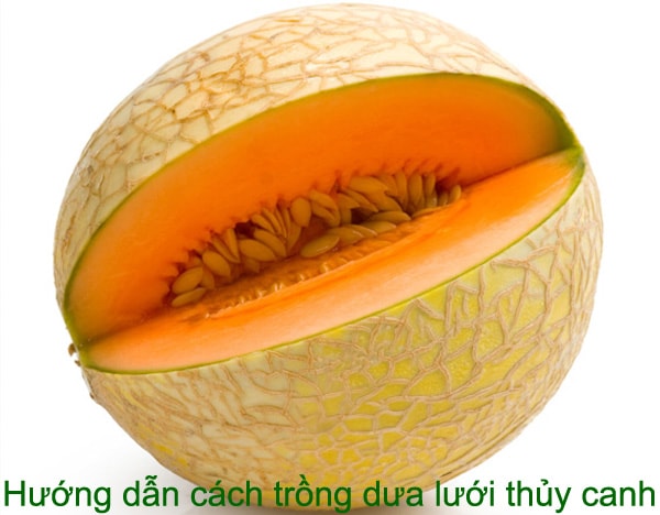 Hướng dẫn cách trồng dưa lưới thủy canh đạt năng suất cao