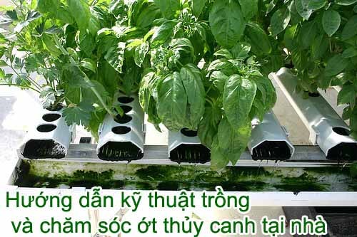 Kỹ thuật trồng ớt thủy canh